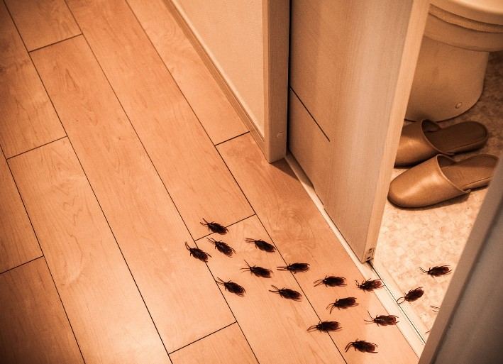 Cucarachas desplazándose por el suelo de una cocina