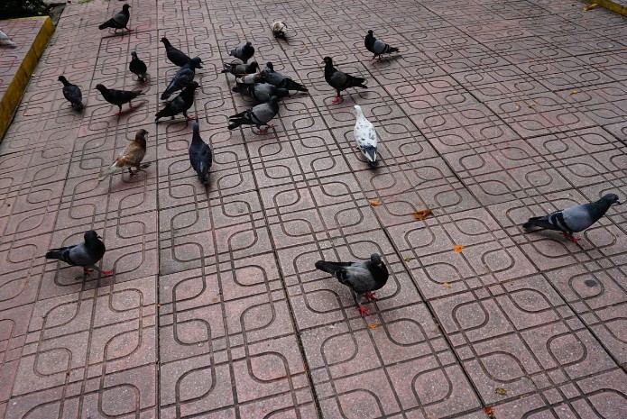 Bandada de palomas urbanas sobre el pavimento de una plaza