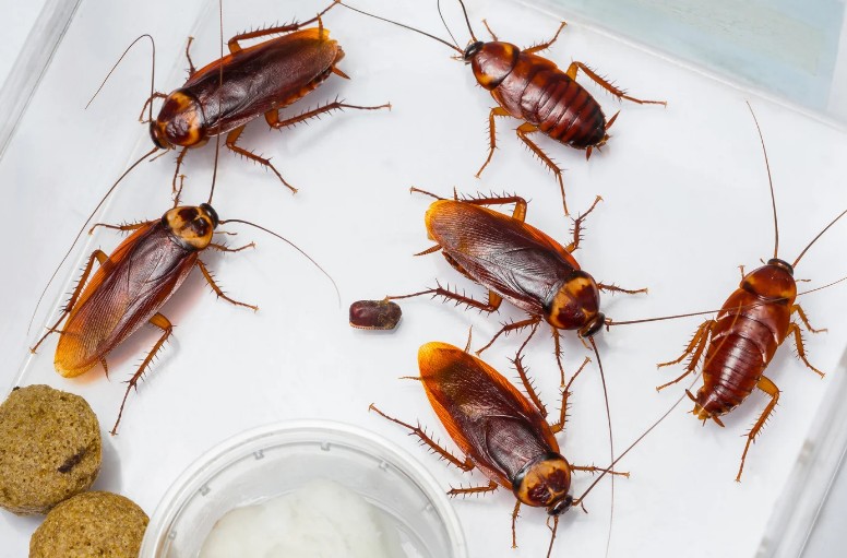 Cucarachas americanas, plaga frecuente en la Costa Tropical