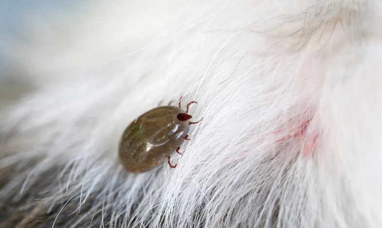 Garrapata adherida al pelaje blanco de una mascota