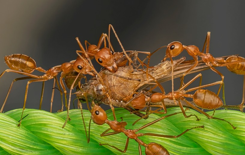 Hormigas obreras de una colonia transportando alimento