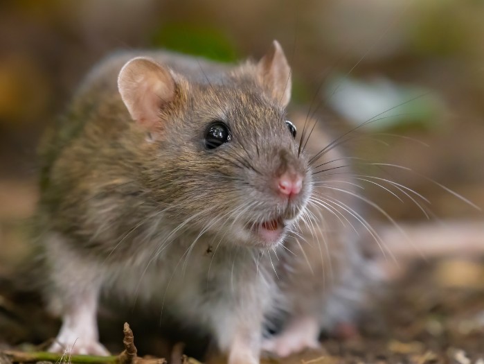 Ratón doméstico, habitual en naves y comercios del cinturón norte