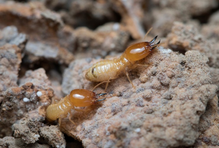 Termitas obreras sobre tierra y restos de madera